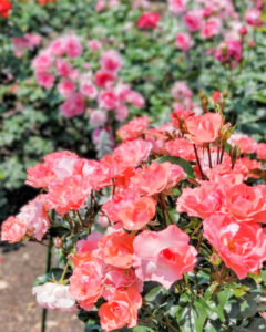 なばなの里、バラ、5月夏の花、三重県桑名市の観光・撮影スポットの名所