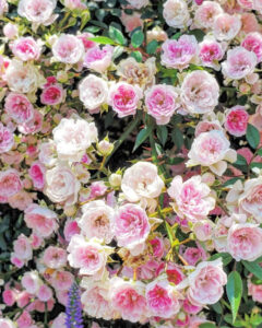 なばなの里、バラ、5月夏の花、三重県桑名市の観光・撮影スポットの名所