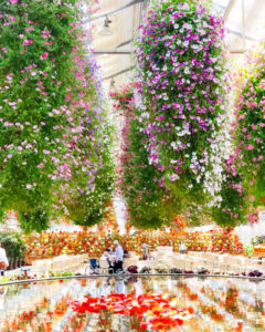 なばなの里、ベゴニアガーデン、4月夏の花、三重県桑名市の観光・撮影スポットの名所