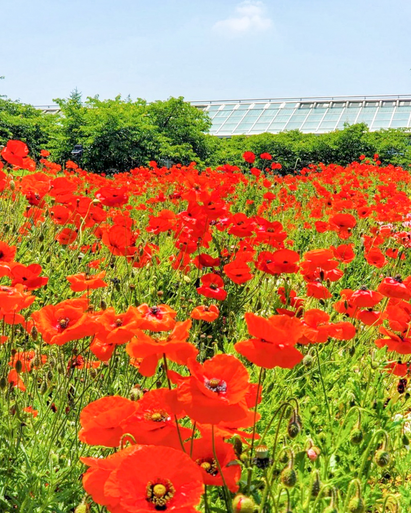 なばなの里、ポピー、5月夏の花、三重県桑名市の観光・撮影スポットの名所