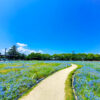 なばなの里、ネモフィラ、4月夏の花、三重県桑名市の観光・撮影スポットの名所