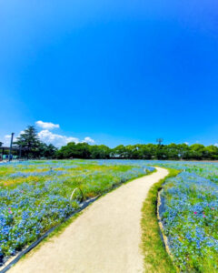 なばなの里、ネモフィラ、4月夏の花、三重県桑名市の観光・撮影スポットの名所