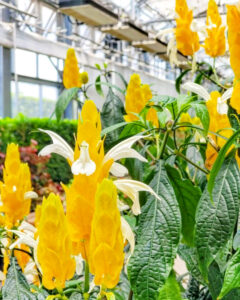なばなの里、5月夏の花、三重県桑名市の観光・撮影スポットの名所