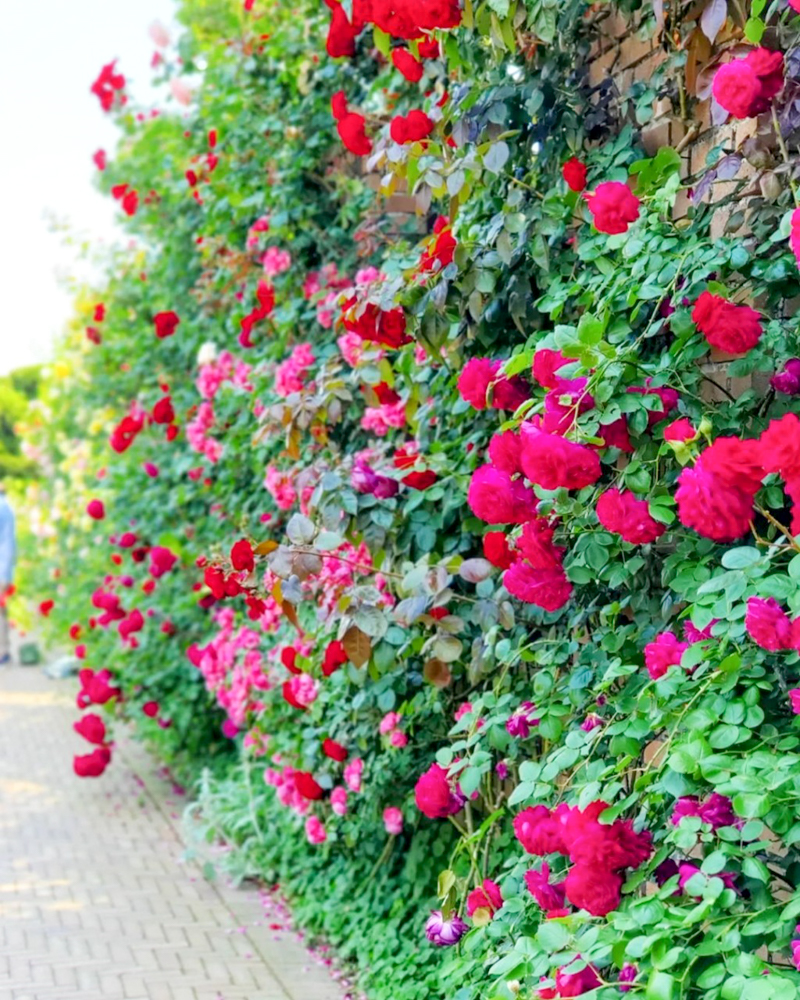 なばなの里、バラ、5月夏の花、三重県桑名市の観光・撮影スポットの名所
