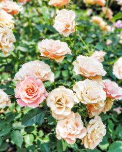 なばなの里、バラ、5月夏の花、三重県桑名市の観光・撮影スポットの名所