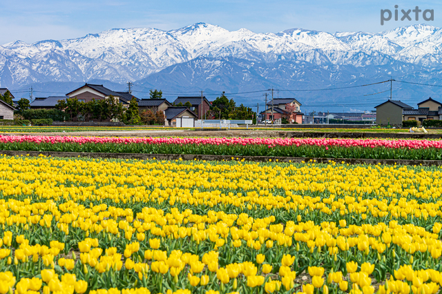 入善フラワーロード、チューリップ、4月春の花、富山県砺波市の観光・撮影スポットの名所
