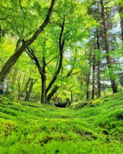 お茶屋敷跡、新緑、4月の春の花、岐阜県大垣市の観光・撮影スポットの名所