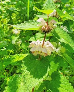 お茶屋敷跡、4月の春の花、岐阜県大垣市の観光・撮影スポットの名所