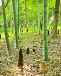 お茶屋敷跡、筍、4月の春の花、岐阜県大垣市の観光・撮影スポットの名所