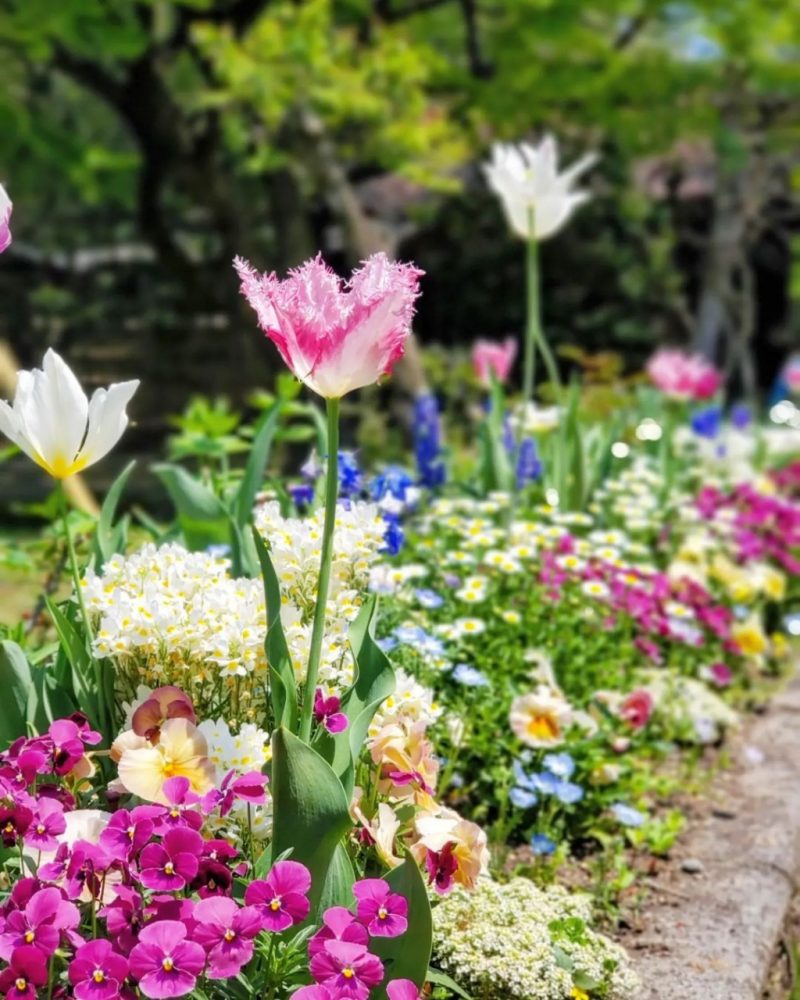 お茶屋敷跡、4月の春の花、岐阜県大垣市の観光・撮影スポットの名所