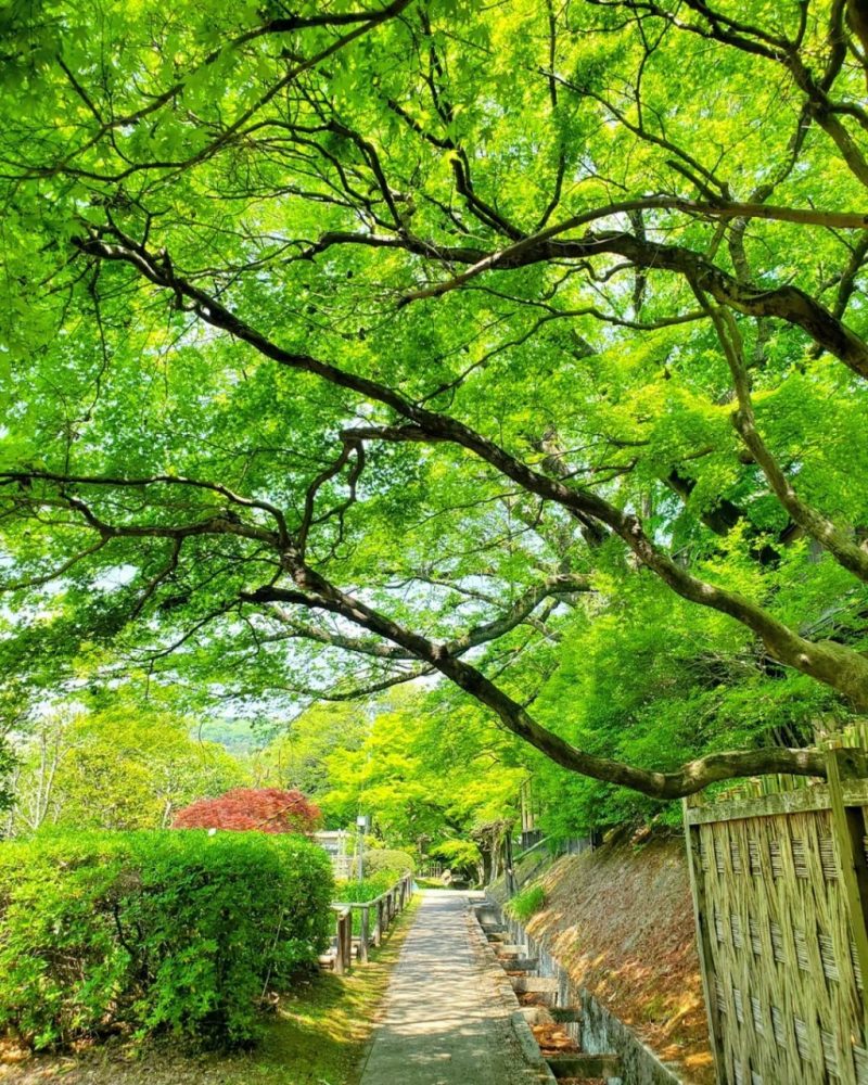 お茶屋敷跡、新緑、4月の春の花、岐阜県大垣市の観光・撮影スポットの名所