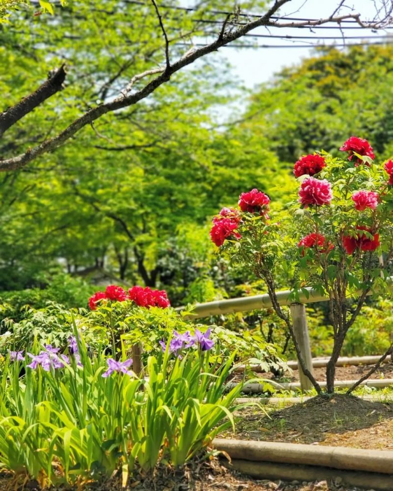 お茶屋敷跡、牡丹、4月の春の花、岐阜県大垣市の観光・撮影スポットの名所