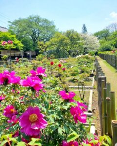 お茶屋敷跡、牡丹、4月の春の花、岐阜県大垣市の観光・撮影スポットの名所