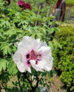 お茶屋敷跡、牡丹、4月の春の花、岐阜県大垣市の観光・撮影スポットの名所