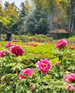 お茶屋敷跡、牡丹、4月の春の花、岐阜県大垣市の観光・撮影スポットの名所