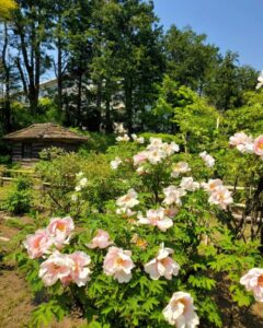 お茶屋敷跡、牡丹、4月の春の花、岐阜県大垣市の観光・撮影スポットの名所