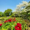 お茶屋敷跡、牡丹、4月の春の花、岐阜県大垣市の観光・撮影スポットの名所