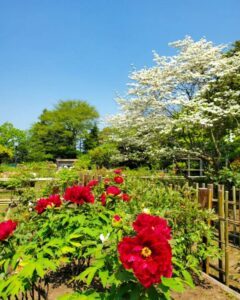 お茶屋敷跡、牡丹、4月の春の花、岐阜県大垣市の観光・撮影スポットの名所