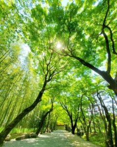 お茶屋敷跡、新緑、4月の春の花、岐阜県大垣市の観光・撮影スポットの名所