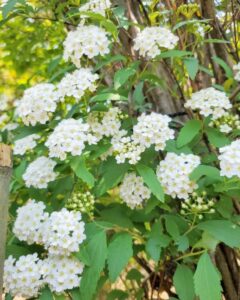 お茶屋敷跡、4月の春の花、岐阜県大垣市の観光・撮影スポットの名所