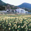 越前水仙の里公園、１月の春の花、福井県福井県丹生郡の観光・撮影スポット