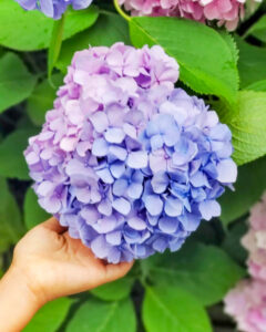 法多山尊永寺、あじさい、6月夏、静岡県袋井市の観光・撮影スポットの名所