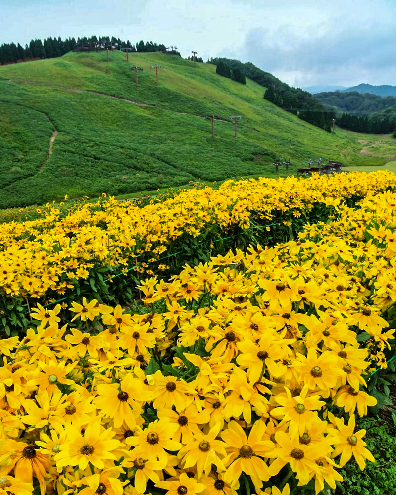 びわこ箱館山、夏の花、8月夏、滋賀県高島市の観光・撮影スポットの名所