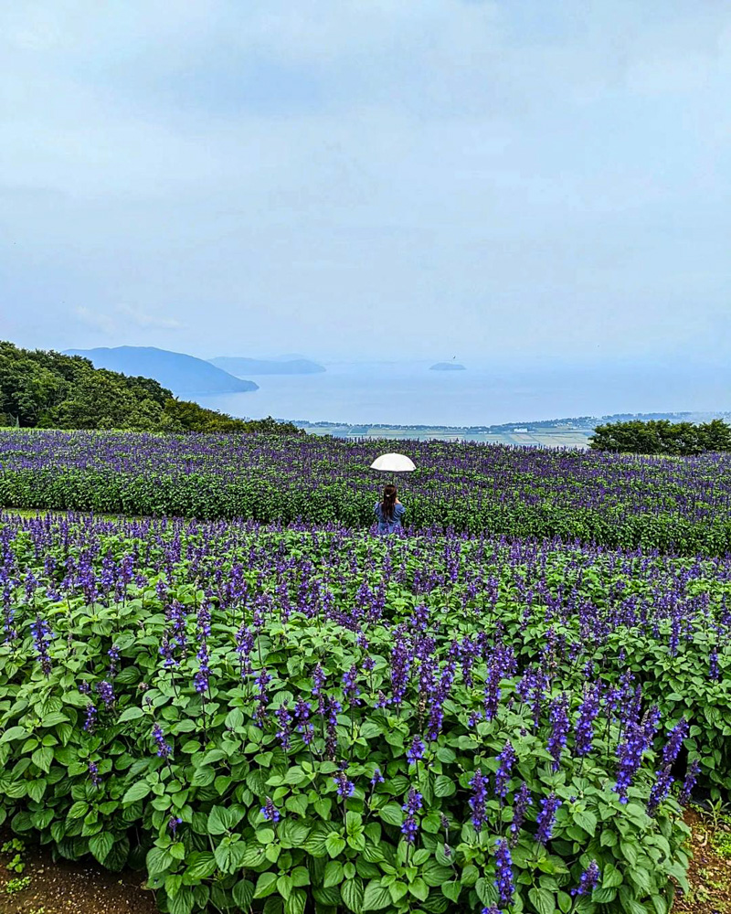 びわこ箱館山、夏の花、8月夏、滋賀県高島市の観光・撮影スポットの名所