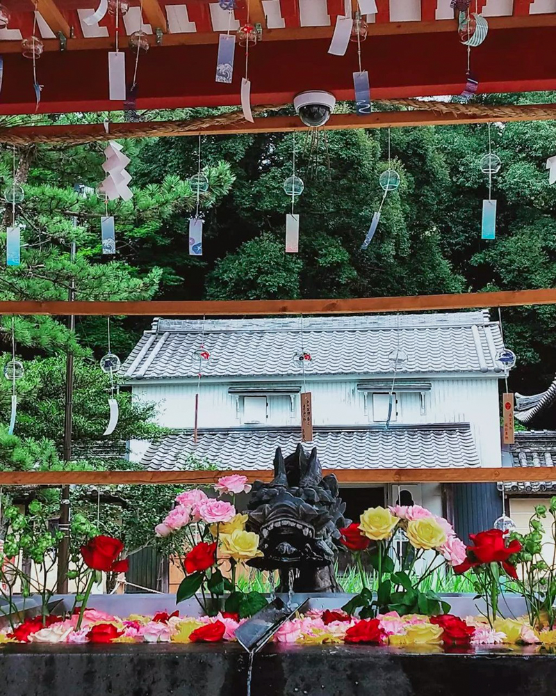 南宮大社、花手水舎、7月夏の花、岐阜県不破郡の観光・撮影スポットの画像と写真