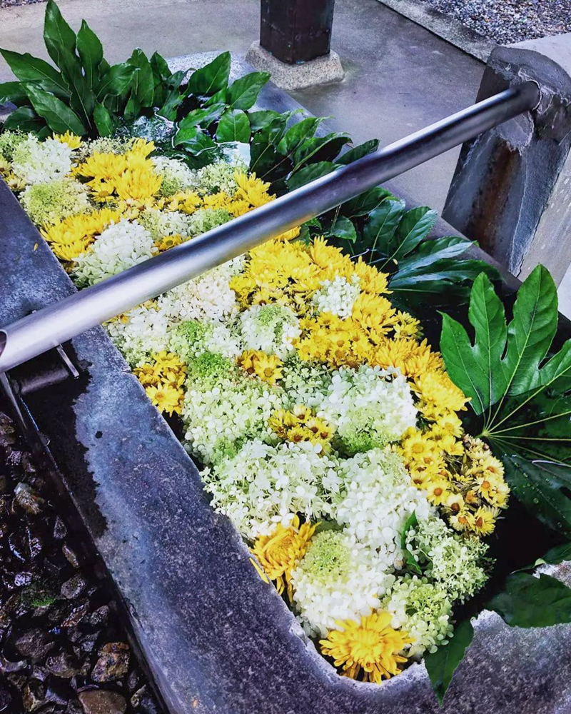 南宮大社、花手水舎、7月夏の花、岐阜県不破郡の観光・撮影スポットの画像と写真