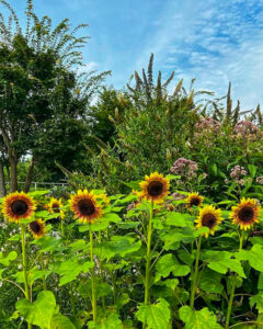 フラワーパーク江南 、ひまわり、7月夏の花、愛知県江南市の観光・撮影スポットの名所