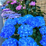 なばなの里、あじさい、6月夏の花、三重県桑名市の観光・撮影スポットの名所