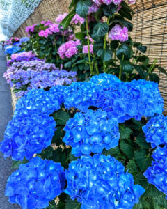 なばなの里、あじさい、6月夏の花、三重県桑名市の観光・撮影スポットの名所