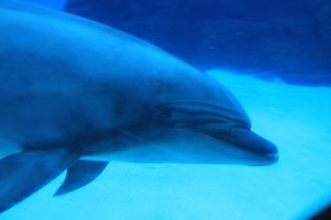 名古屋港水族館（イルカの）　愛知県港区の観光・撮影スポットの写真や画像