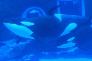 名古屋港水族館（シャチ）　愛知県港区の観光・撮影スポットの写真や画像