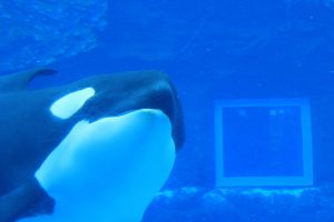名古屋港水族館（シャチ）　愛知県港区の観光・撮影スポットの写真や画像