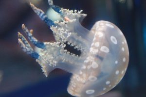 名古屋港水族館（クラゲ）　愛知県港区の観光・撮影スポットの写真や画像