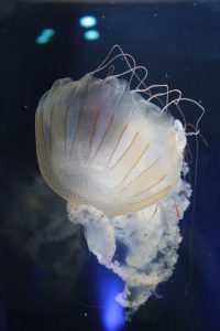 名古屋港水族館（クラゲ）　愛知県港区の観光・撮影スポットの写真や画像