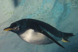 名古屋港水族館（ペンギン）　愛知県港区の観光・撮影スポットの写真や画像