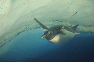 名古屋港水族館（ペンギン）　愛知県港区の観光・撮影スポットの写真や画像名古屋港水族館（ペンギン）　愛知県港区の観光・撮影スポットの写真や画像