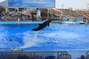 名古屋港水族館（イルカ）　愛知県港区の観光・撮影スポットの写真や画像