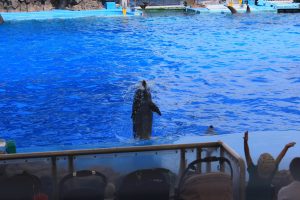 名古屋港水族館（イルカ　大ジャンプ）　愛知県港区の観光・撮影スポットの写真や画像