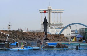 名古屋港水族館（イルカ　大ジャンプ）　愛知県港区の観光・撮影スポットの写真や画像