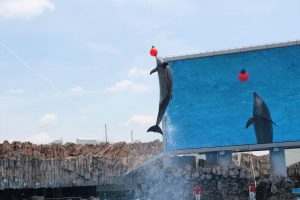 名古屋港水族館（イルカ　大ジャンプ）　愛知県港区の観光・撮影スポットの写真や画像