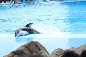 名古屋港水族館（イルカの横すべり　）　愛知県港区の観光・撮影スポットの写真や画像
