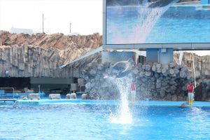 名古屋港水族館（イルカ　）　愛知県港区の観光・撮影スポットの写真や画像