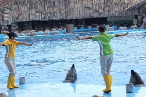 名古屋港水族館（イルカの回転）　愛知県港区の観光・撮影スポットの写真や画像