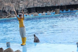 名古屋港水族館（イルカ）　愛知県港区の観光・撮影スポットの写真や画像