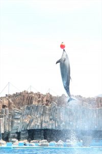 名古屋港水族館（イルカ　大ジャンプ）　愛知県港区の観光・撮影スポットの写真や画像