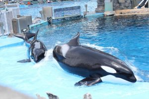 名古屋港水族館（シャチ）　愛知県港区の観光・撮影スポットの写真や画像